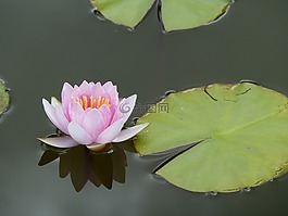 蓮花,水生植物,廠