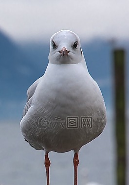 海鷗,鳥,水