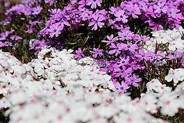 鮮花,花卉,豐富多彩