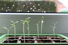 植物,綠色,番茄植株