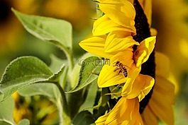 太陽花,花,鮮花
