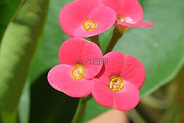 多汁,鮮花,夏天