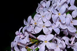 丁香,花,盛開