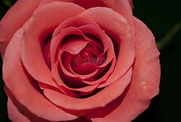 玫瑰,紅色,花