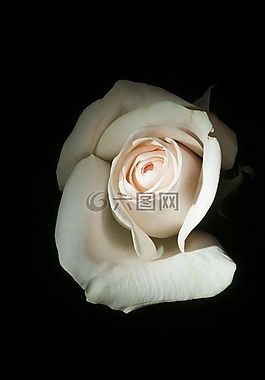 玫瑰,白,花