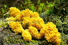 粘菌,黄色lohblüte,女巫的奶油