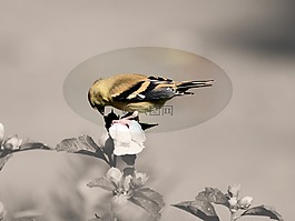 芬奇,喂養(yǎng),種子