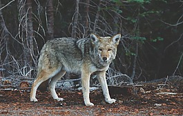 狼,動物,野生動物