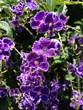 紫,花,花園