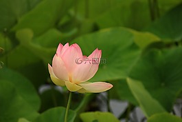 睡蓮,水生植物,性質