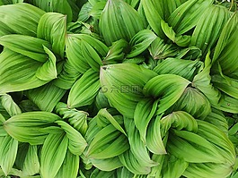 植物,葉子,綠色