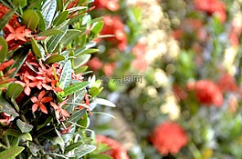 鮮花,紅色,模糊