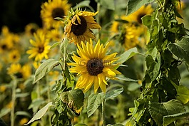 花,太陽花,黃色