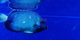 魚,藍色,魚缸