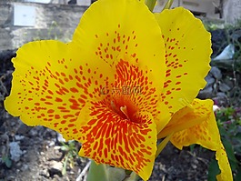 花,黃色,紅色