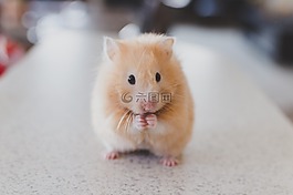 倉鼠,寵物,動物