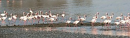 火烈鳥,走,海灘