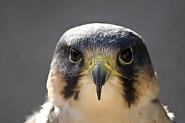 百富勤,鳥,鳥嘴