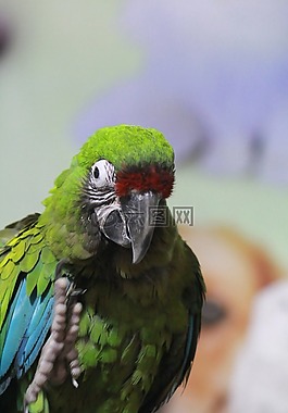 鸚鵡,綠色,鳥