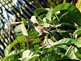 常見 chiffchaff,chiff 箔條,phylloscopus collybita