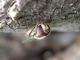 昆蟲,性質(zhì),宏