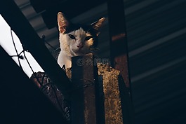 貓,寵物,動物