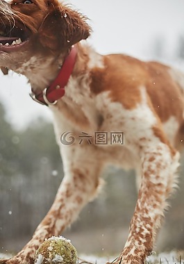 狗,播放,球