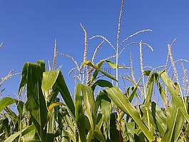 麥田,性質(zhì),農(nóng)業(yè)