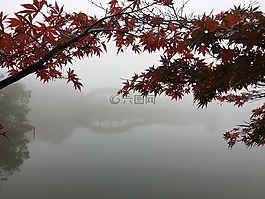 紅葉,霧,湖