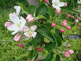 開花,梨,梨花