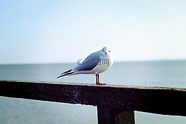 動物,鳥,海