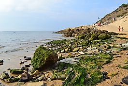藻类,大西洋海岸,海洋