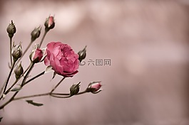 花,自然,植物区系