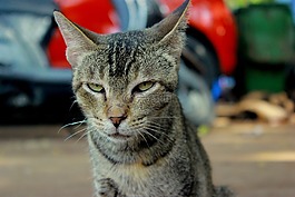 猫,愤怒,脸