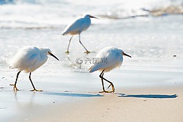 鳥,海鷗,風笛