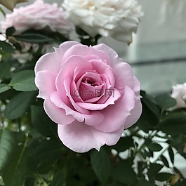 玫瑰,花,廠