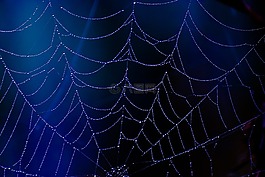 蜘蛛,web,藍(lán)色