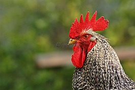 公雞,動物,雞
