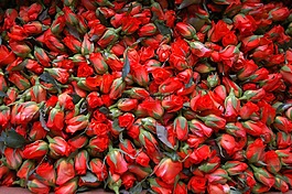 玫瑰,地毯的玫瑰,鮮花