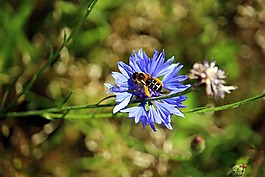花,蜜蜂,矢車菊