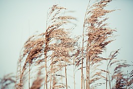 小麥草,小麥,草