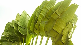 棕榈树,巴西,绿色