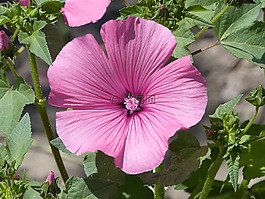 芙蓉,紫,開花
