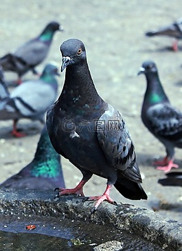 鴿子,鳥,動物