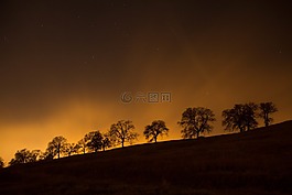 樹,側(cè)影,夜