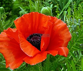 罌粟,花,開(kāi)花