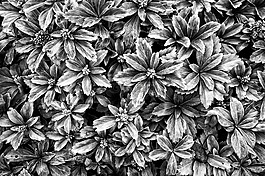 多汁,植物,花園