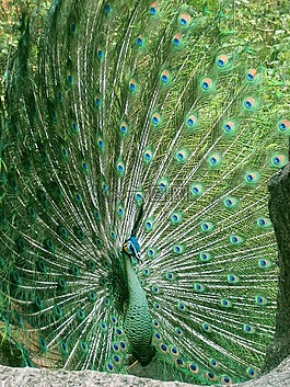 孔雀,動物園,野生動物