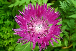 矢車(chē)菊,紫,花