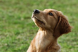 動物,狗,小狗